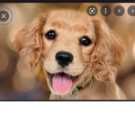 The dogs and puppys