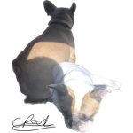 The French bull dog club!