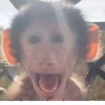 Gang of the monkeys