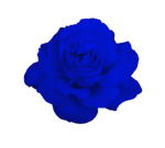 Blue Rose Jokers