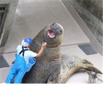 LOLRUS REVOLUTION