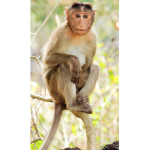 The Monke Family Group