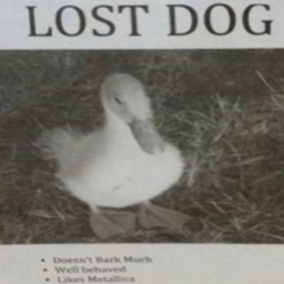 find my lost dog (VERY SAD)