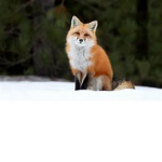 Phoenix Of The Foxes