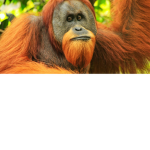 SAVE THE ORANGUTNS