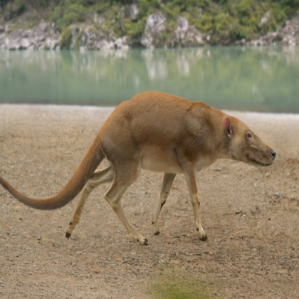 Australian dog Roblox decal