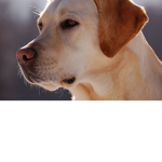 Dog fans only if you have a dog