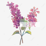 The Lilac Boutique