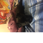 Cute pupps ONLY