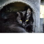 Best cat group