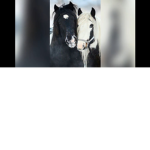 Horse Squad (Total Horses)