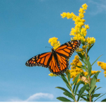 Butterfly valleys