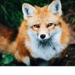 the Fox gang cute