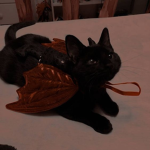 BunnySocks