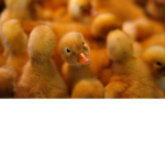 CRAZY DUCKSS