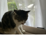Kittyk m