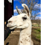 LlamaDrama