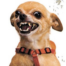 Chihuahua Union's training center