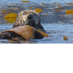 Otter industries task forces