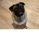 Pug o army