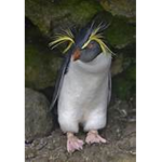 Penguin_developers