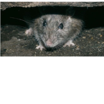 The Fat Pack Rats.