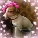 Dog Fans Clothing