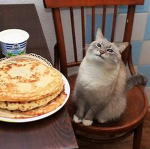 cat with big pancake smile studio