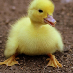 #Team Ducky!!!!