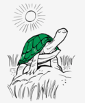 Turtle Gng.