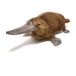 The Fox and Platypus Studios