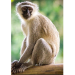 Funny_monkeys