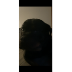 Doggo quad sqaud