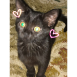 The Best Cat Enjoyers