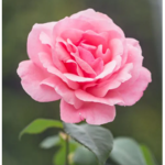 flower group 2007