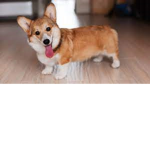 DOGS CAN BE HERE BC THE RULE