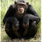 Chimpanzee corporation