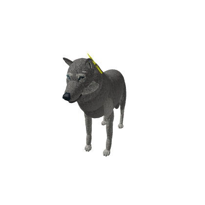 This is Max He Is A Friendly Wolf He Dont Bite 