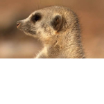Meerkat overrode