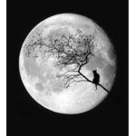 {Moon€}