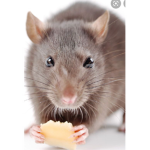 Rat gang (rats only and flamingo fans only)