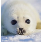 Baby seal army
