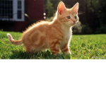 Catmaster5555’s group