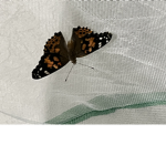 The Butterfly Place • Group to all