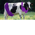 COWGIRLS UNITED