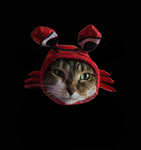 crabby cat club