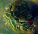 Love Turtles Wolfs And Unicorns!