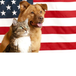 Ultimate group of Cats and Dogs United