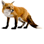 the foxes crew