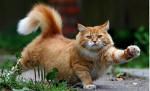 cats devs